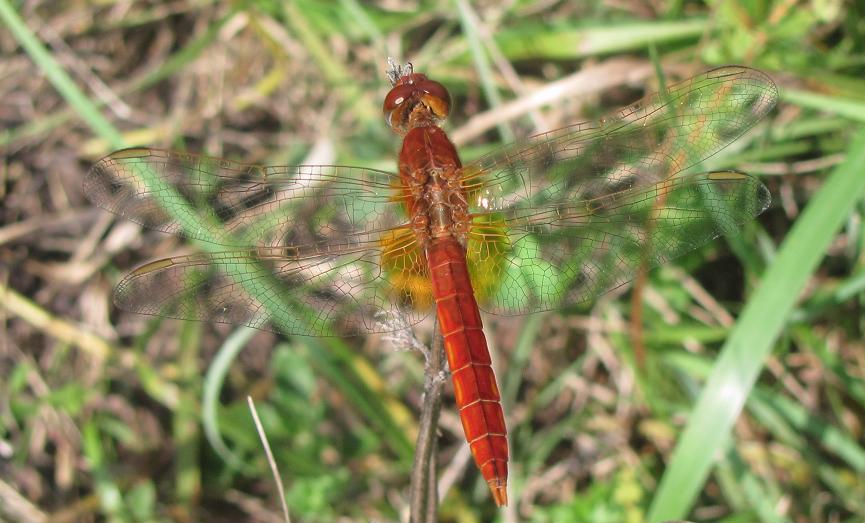 Crocothemis erythraea?